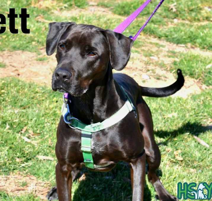 Photo of Brett