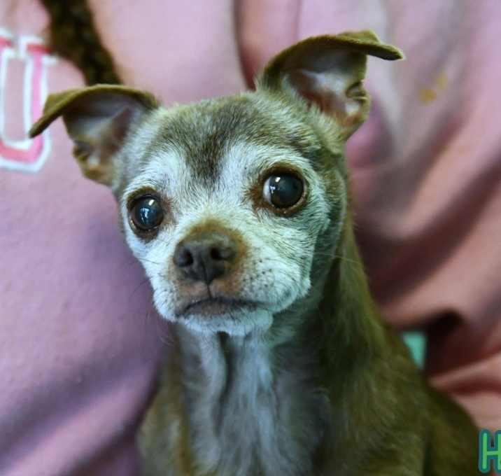 Photo of Mushu