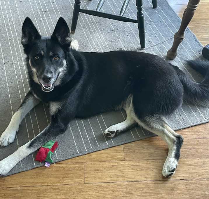 Photo of Shadow