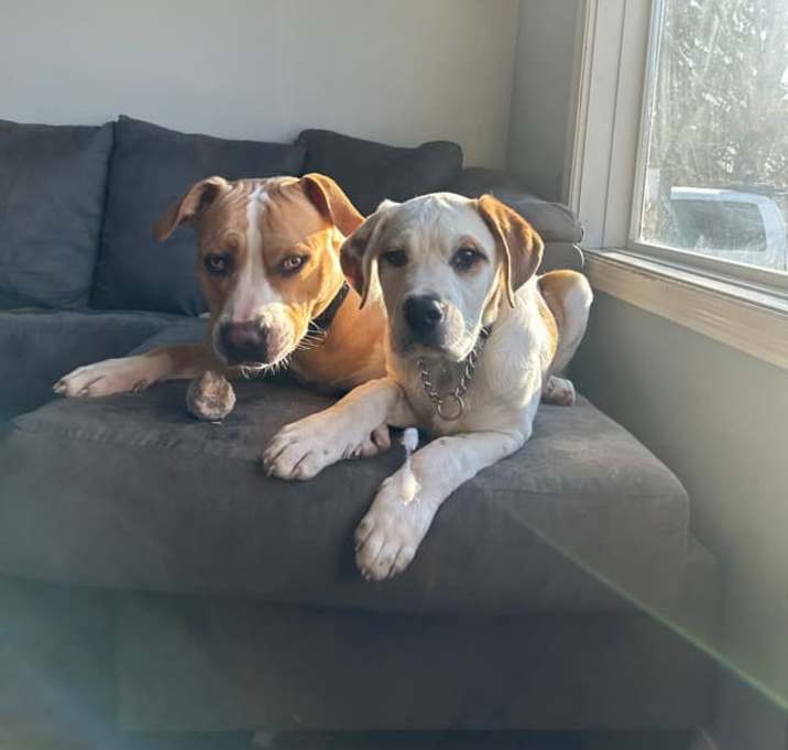 Photo of Ollie ( formerly Bulldozer)