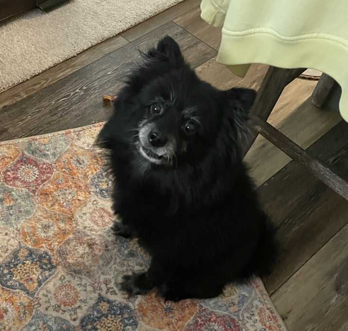 Photo of Coco