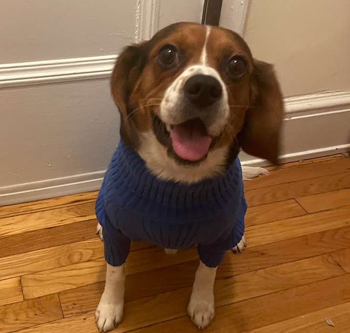Photo of Scooby-Courtesy Listing