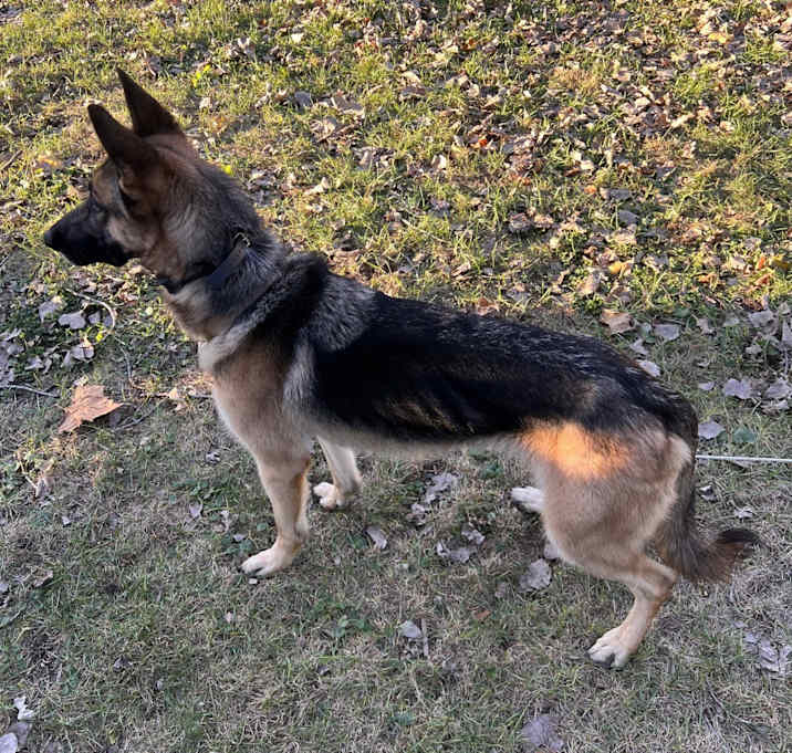 Photo of Sam
