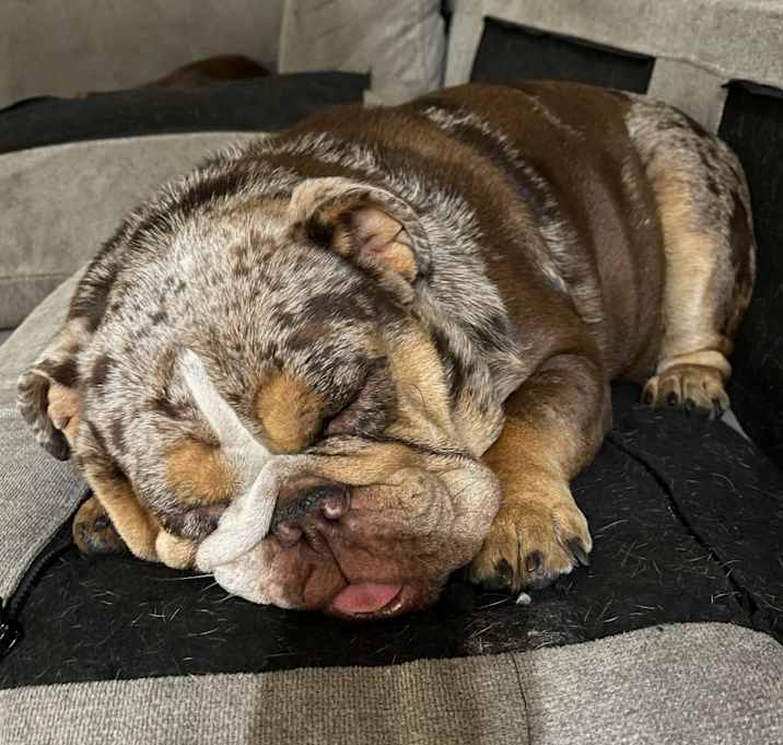 Photo of Daisy