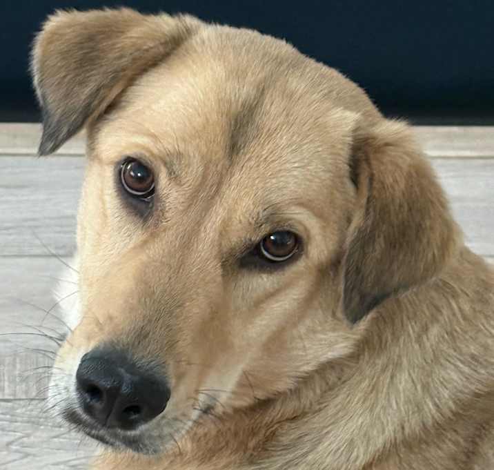Photo of Penny