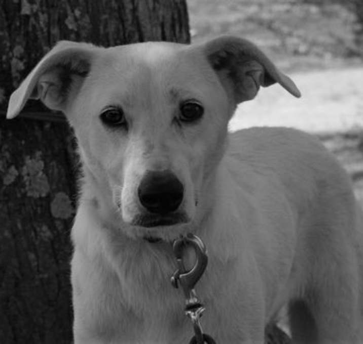 Photo of Dolly