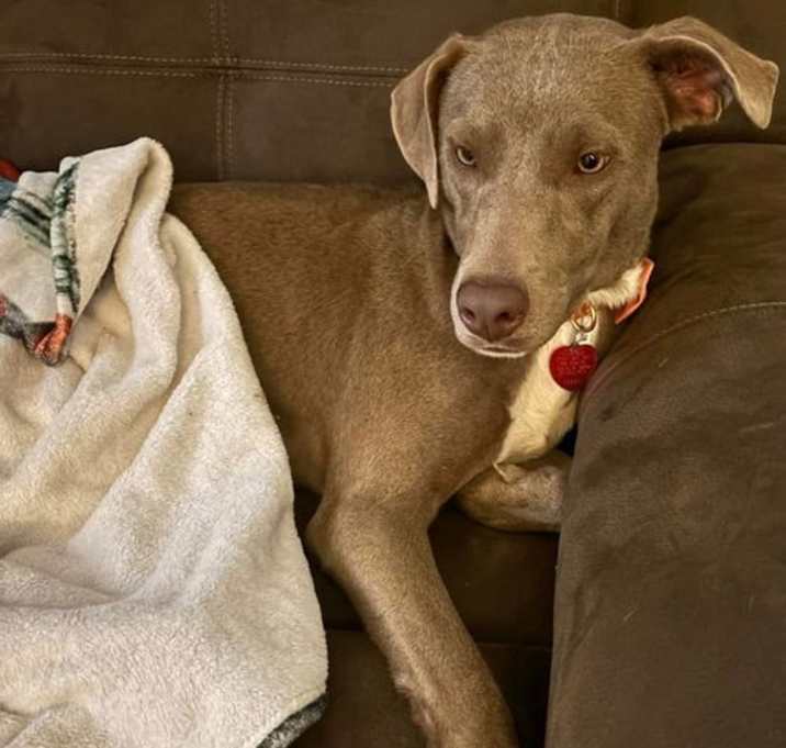 Photo of Lucy the Dog