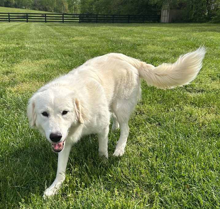 Photo of Riley