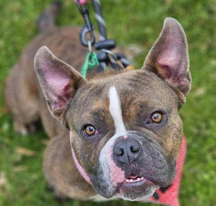 Photo of Shorty