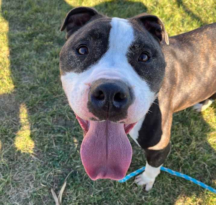 Photo of Duke AKA Meatball