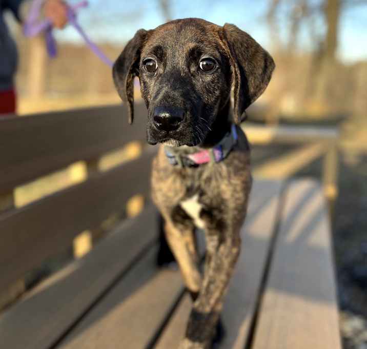 Photo of Flint