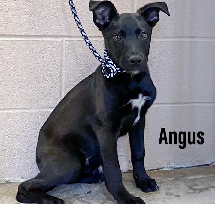 Photo of Angus