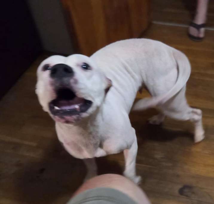 Photo of Clover