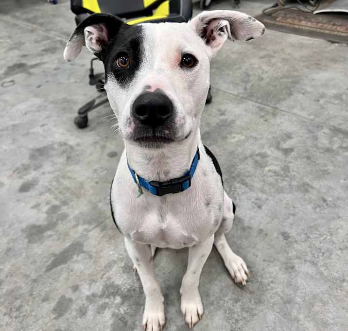 Photo of Chance