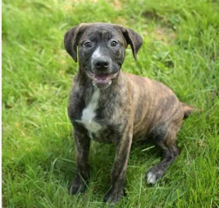 Photo of Moose (NY-Shari)