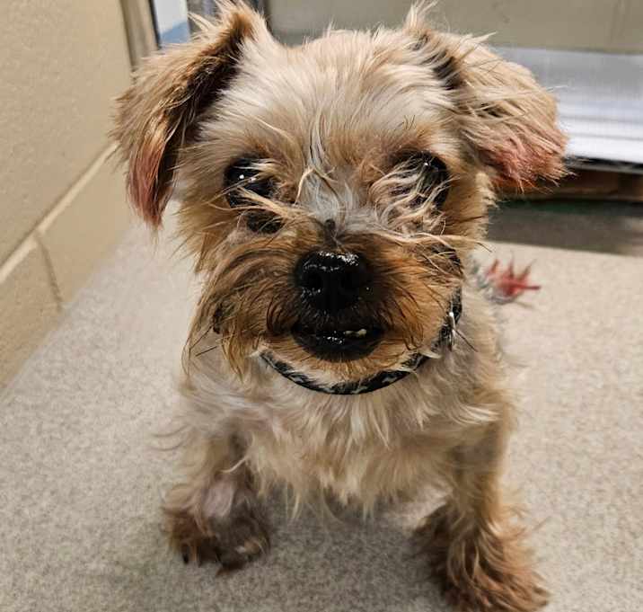 Photo of Stray