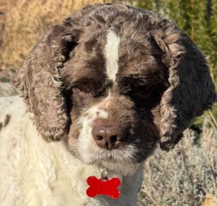 Photo of Bandit Wayne