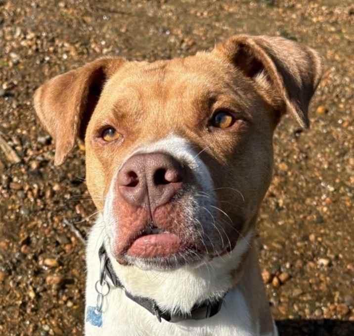 Photo of Odie