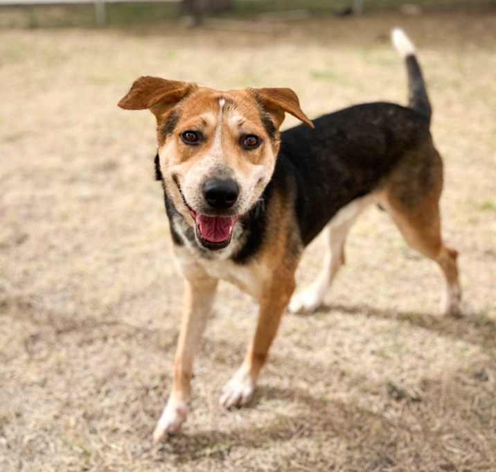 Photo of Toby