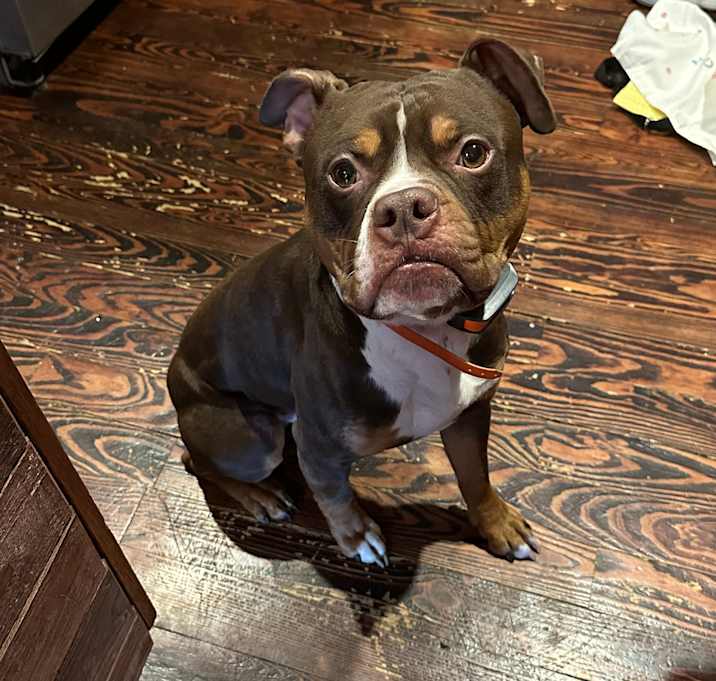 Photo of Duke