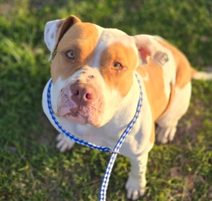 Photo of Della (Big Red)