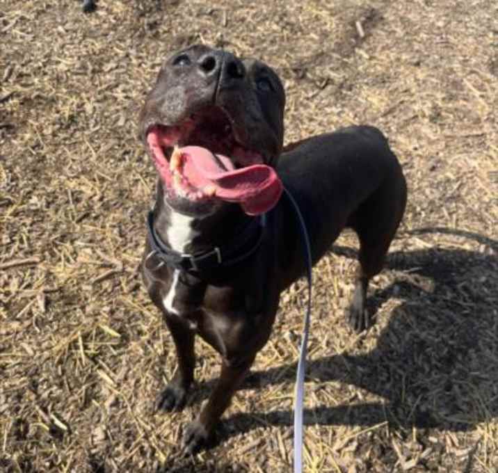 Photo of SOOKI