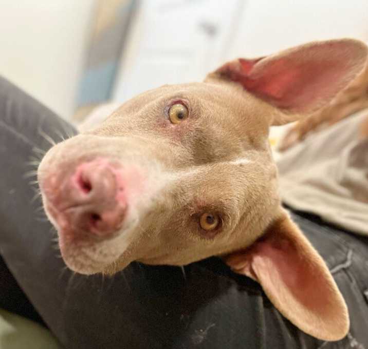 Photo of Smiley Girl the Cuddly Faithful Friend