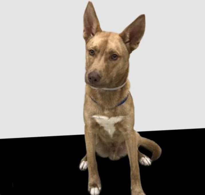 Photo of COSMO