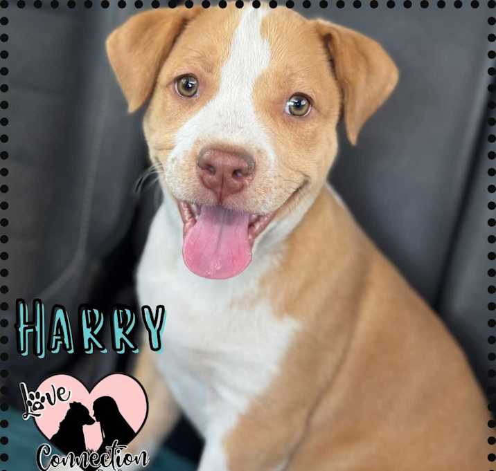 Photo of Harry