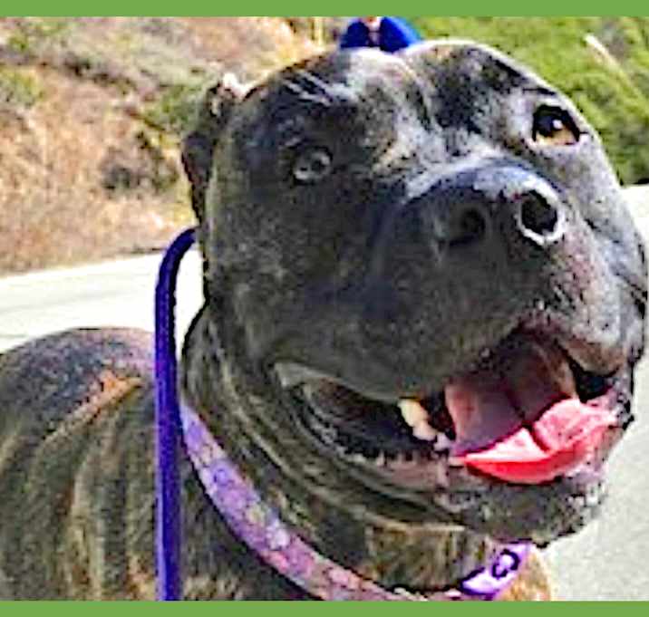 Photo of Buddy