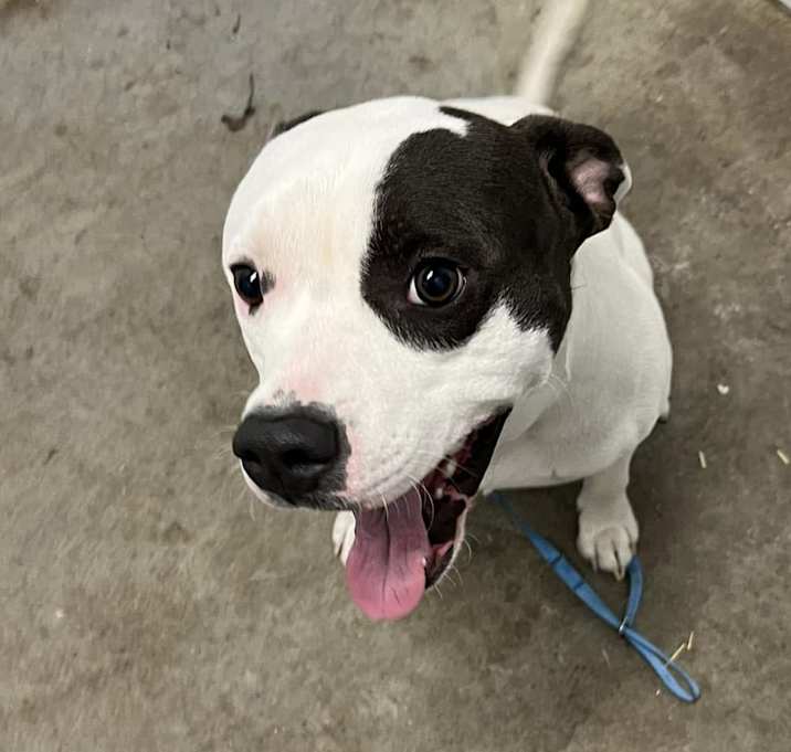 Photo of petey