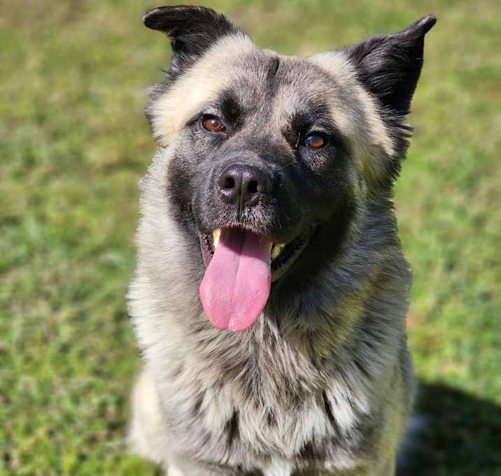 Photo of Astro