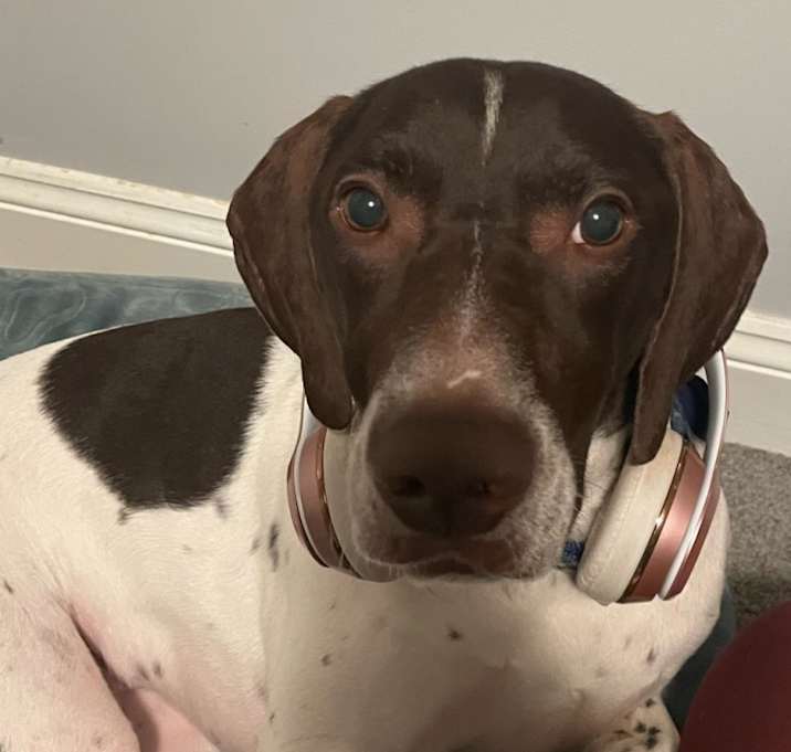 Photo of Boogie