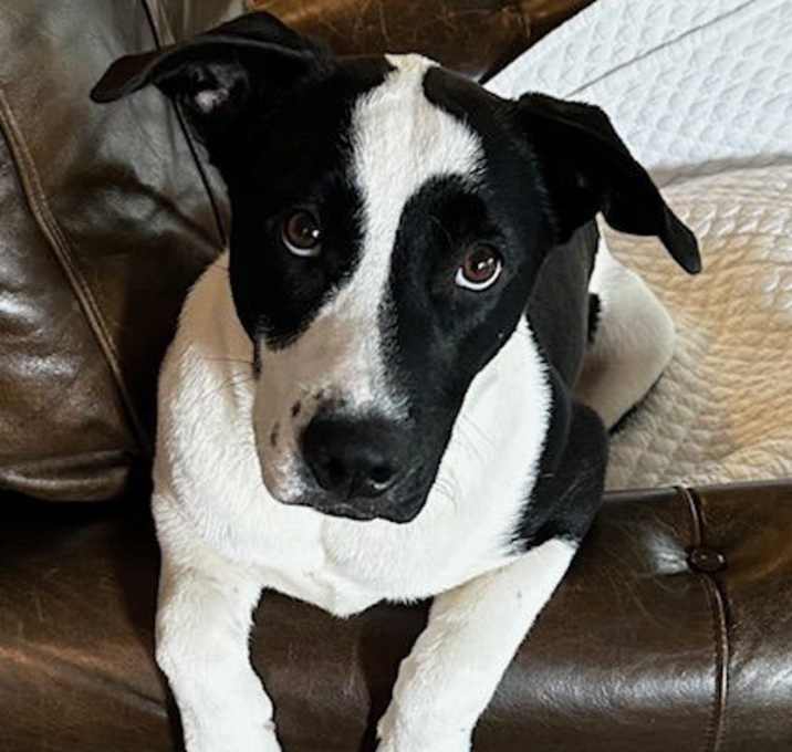 Photo of Oreo