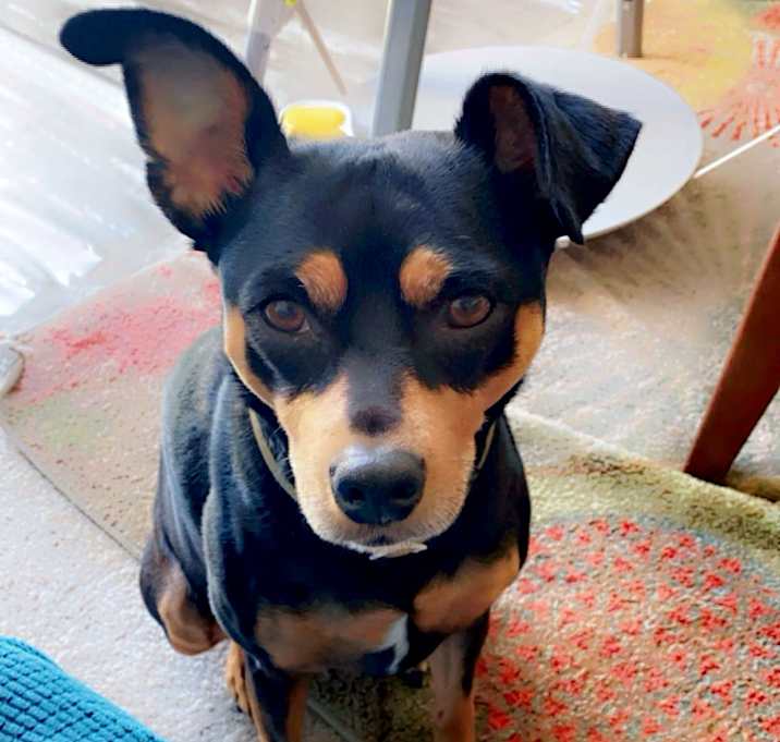 Photo of Caesar