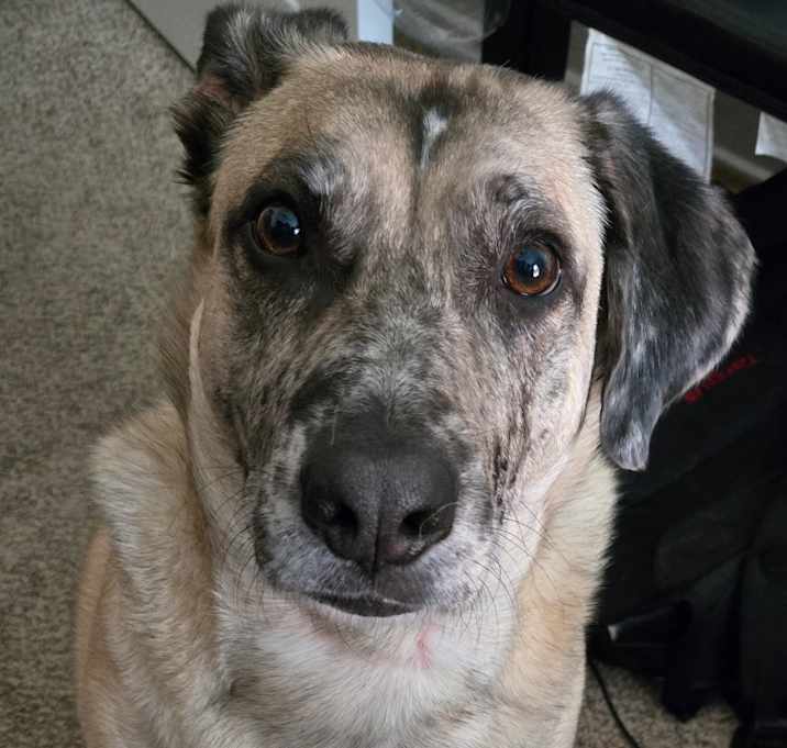 Photo of Freckles