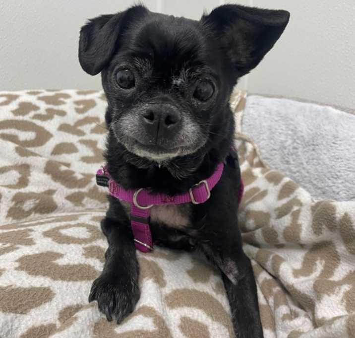 Photo of Harley