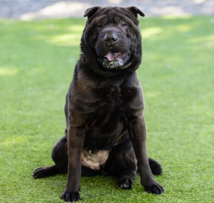 Photo of *GRACIE