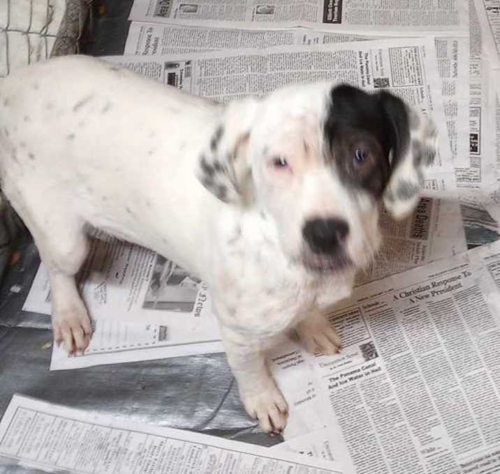 Photo of Buster