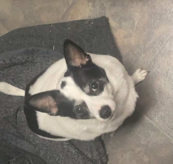 Photo of Nico & Bandit