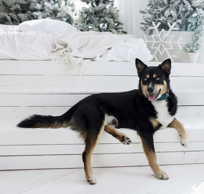 Photo of Bigsby