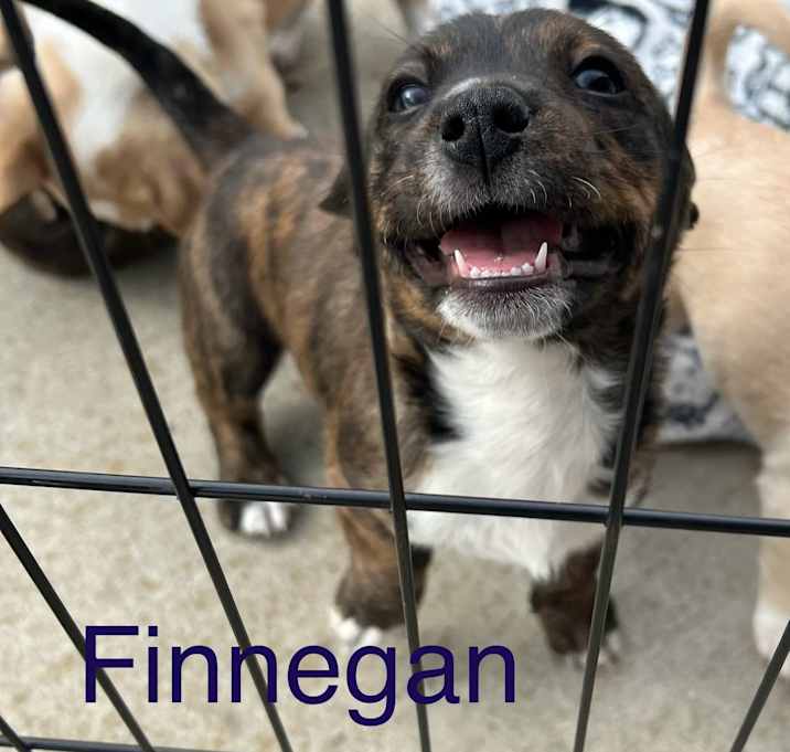 Photo of Finnegan