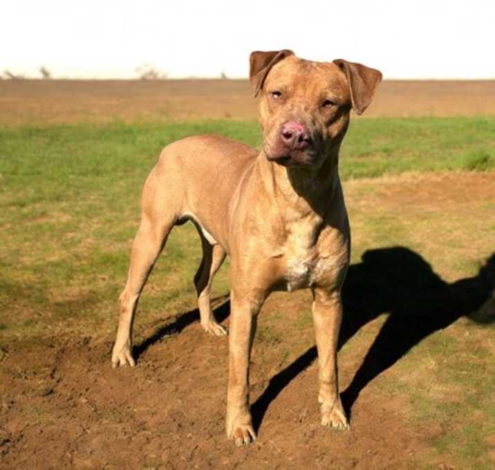 Photo of Trooper