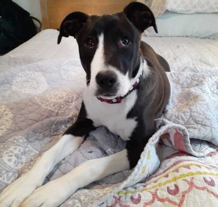 Photo of Dixie