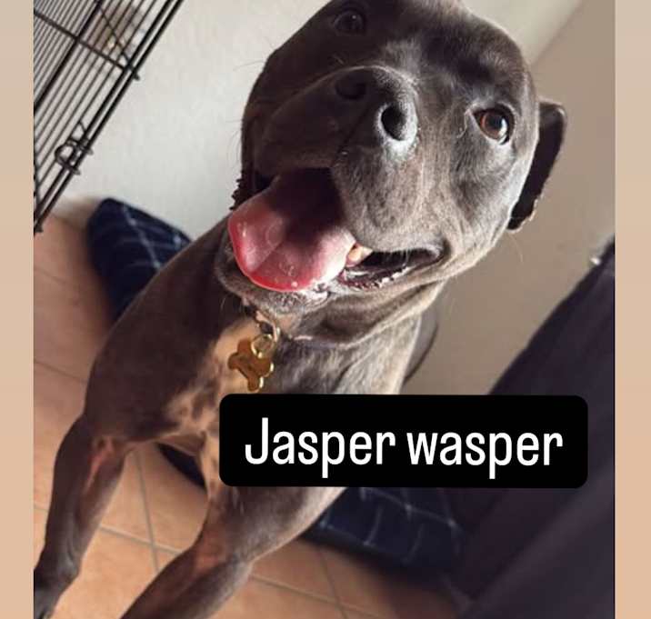 Photo of Jasper