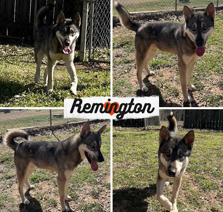 Photo of Remington