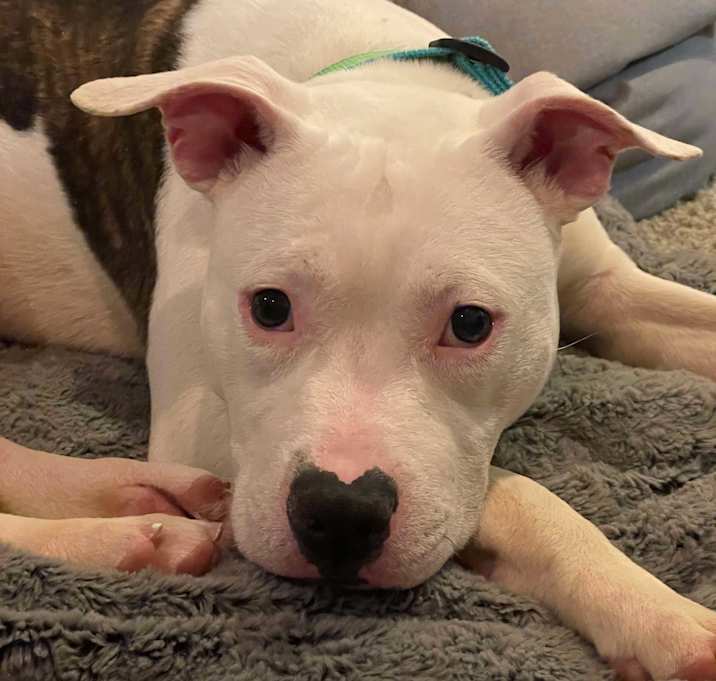Photo of Otis