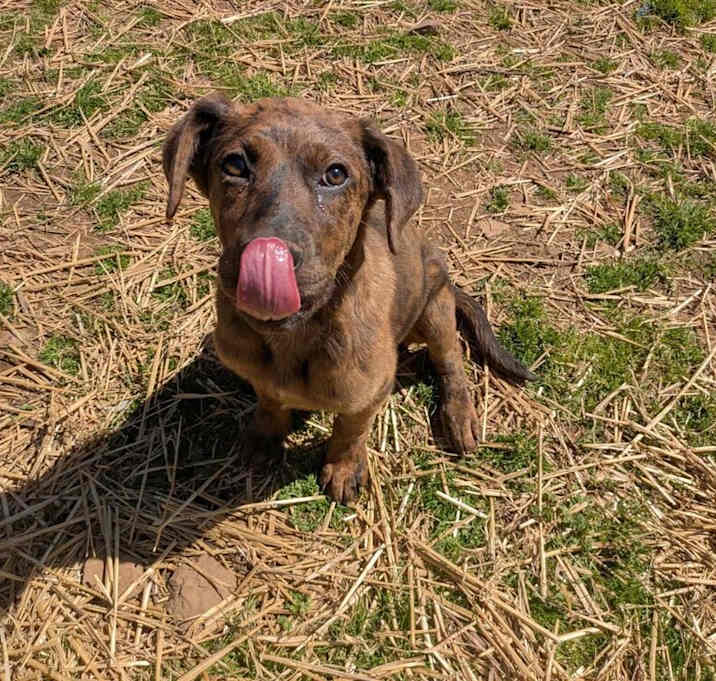 Photo of Cracker