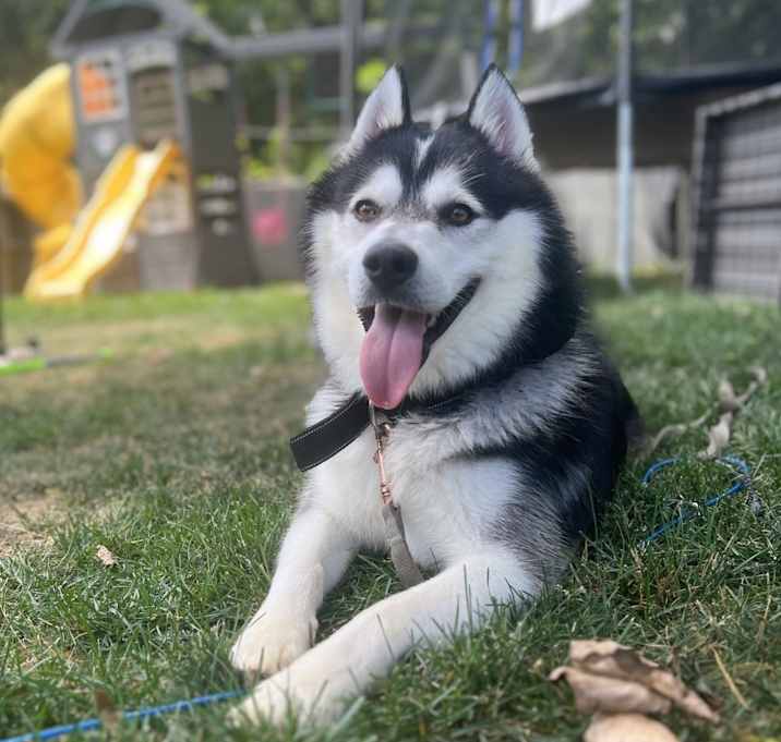 Photo of Niko