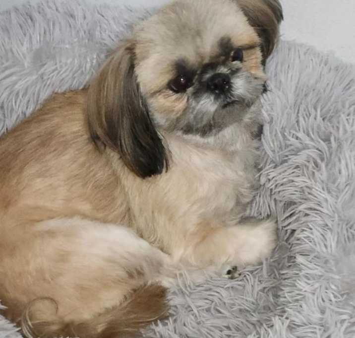 Photo of Angel & Odie